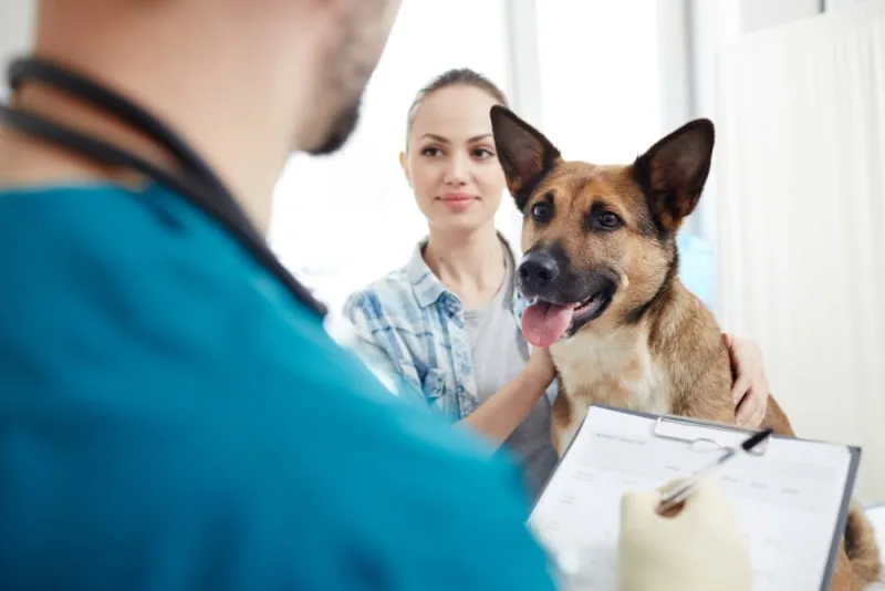 How Often Should I Take my Dog to the Vet