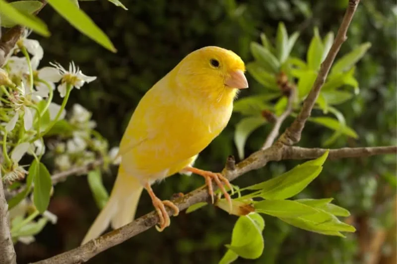 Quiet Pet Birds for Apartment Living
