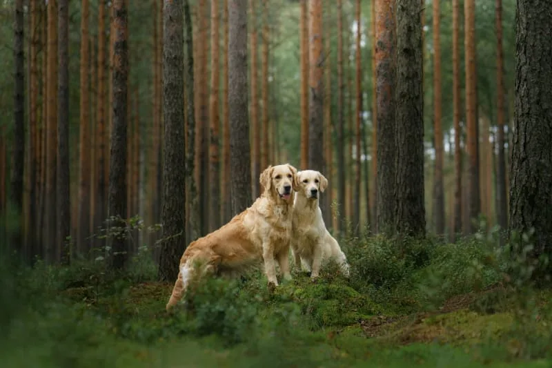 Everything You Need To Know About Pet Rabies Vaccine