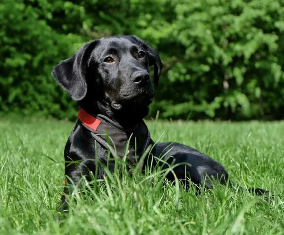 A black Labrador Retriever sitting in a grassy field