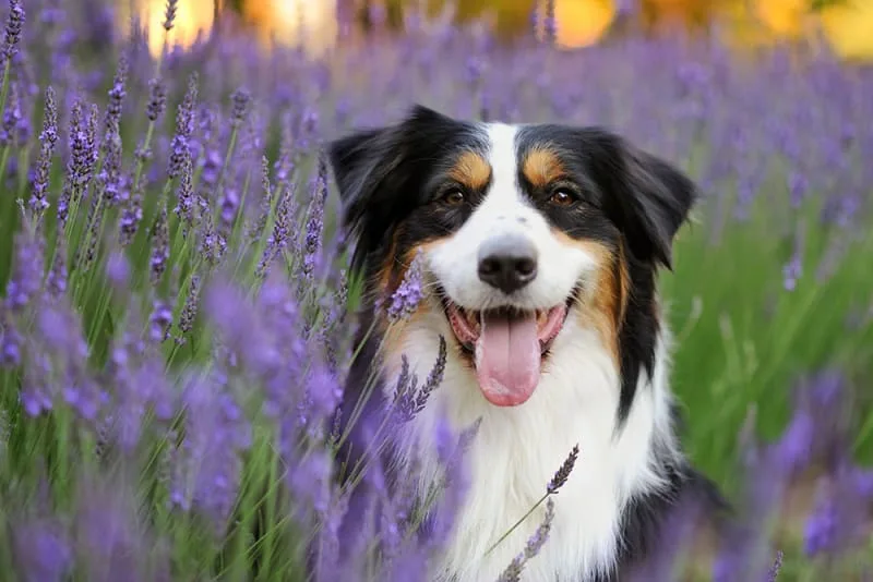 Your Guide to Getting Your Dog Fixed