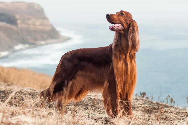 Your Guide to Dental Disease in Dogs