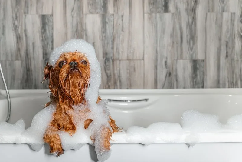 Tips For Grooming An Aggressive Dog