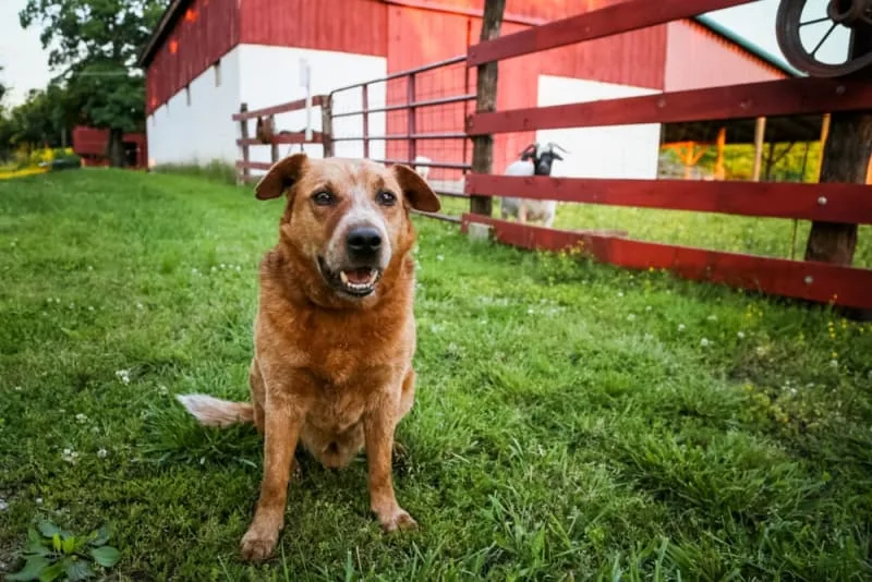 Preventing & Treating Leptospirosis in Dogs