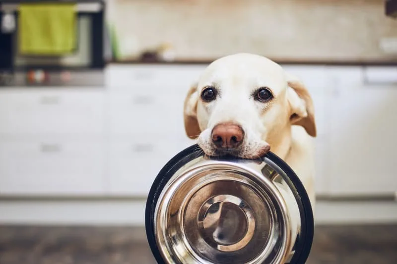 Why Won't My Dog Eat?