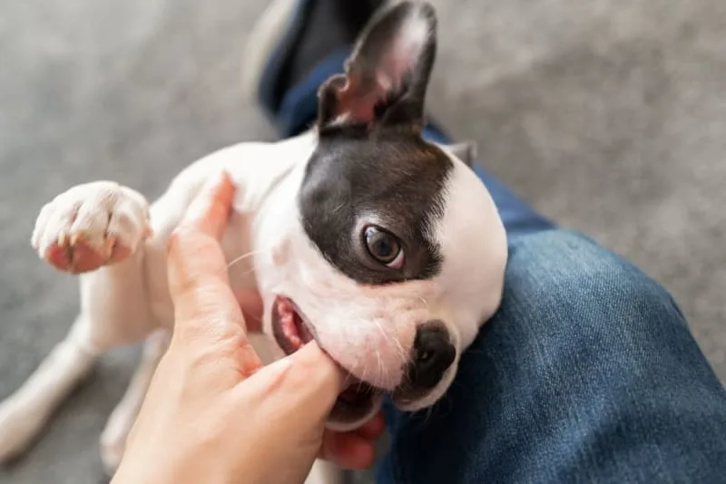 Teething Puppies: Tips & Tricks