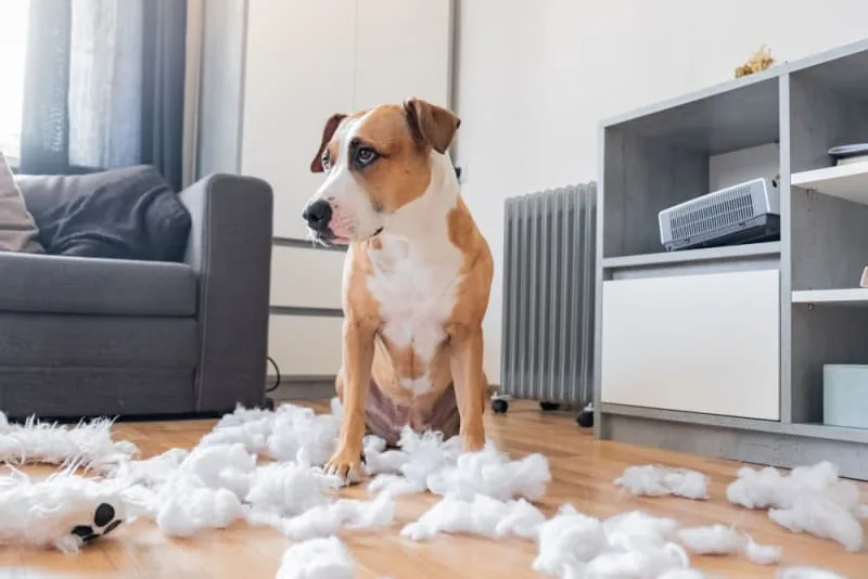 Why Does My Dog Eat Everything?