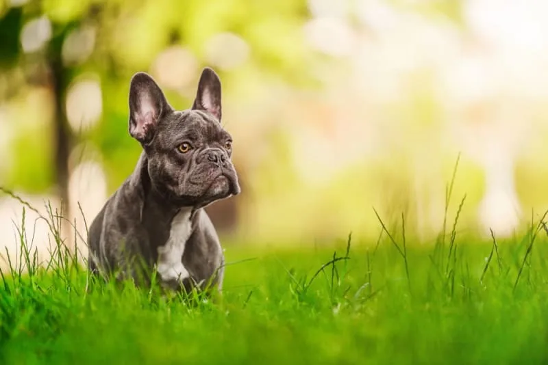 Leptospirosis in Dogs