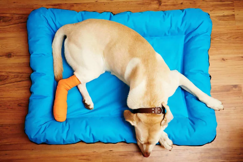 TPLO Surgery in Dogs