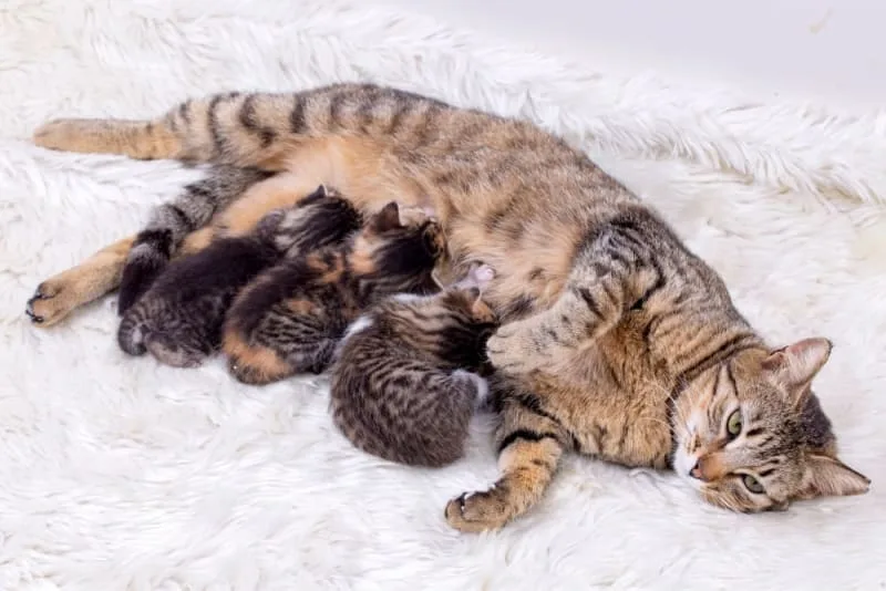 Is My Cat Pregnant?