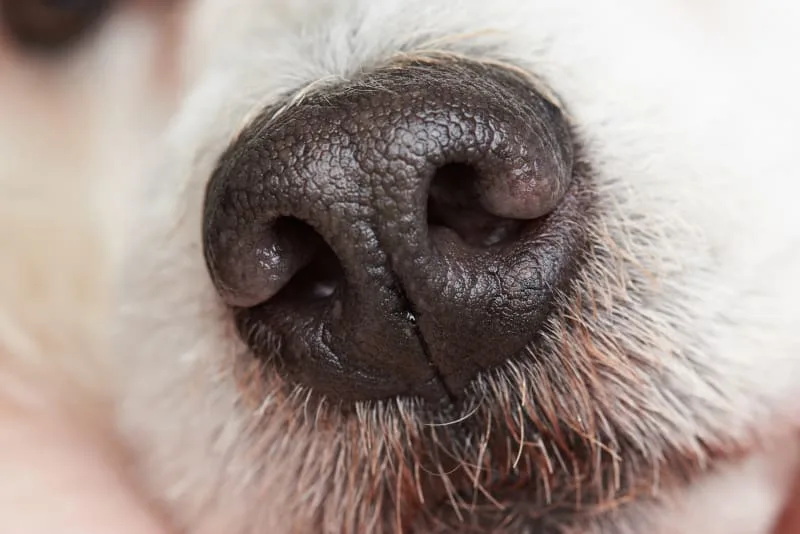 Dog Mold Allergies - What You Need to Know