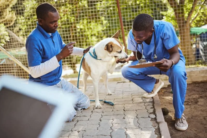 What is Medical Pet Boarding?