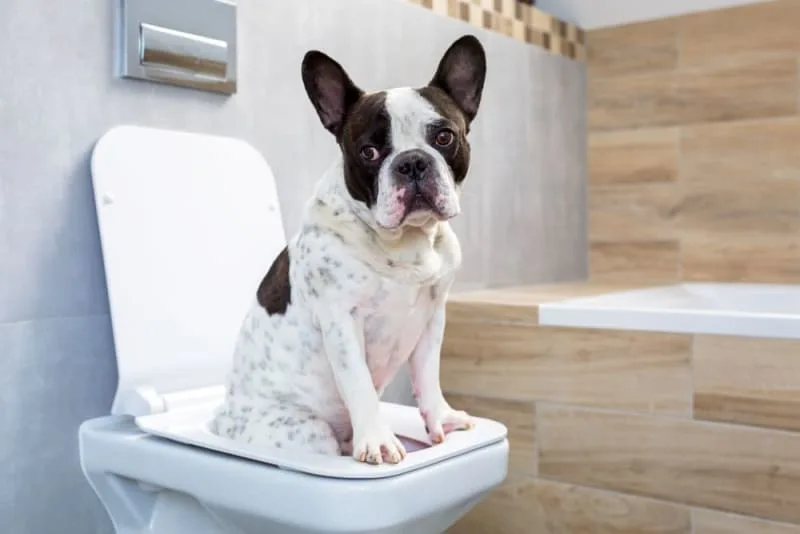 Why is My Dog Constipated & What to Do?