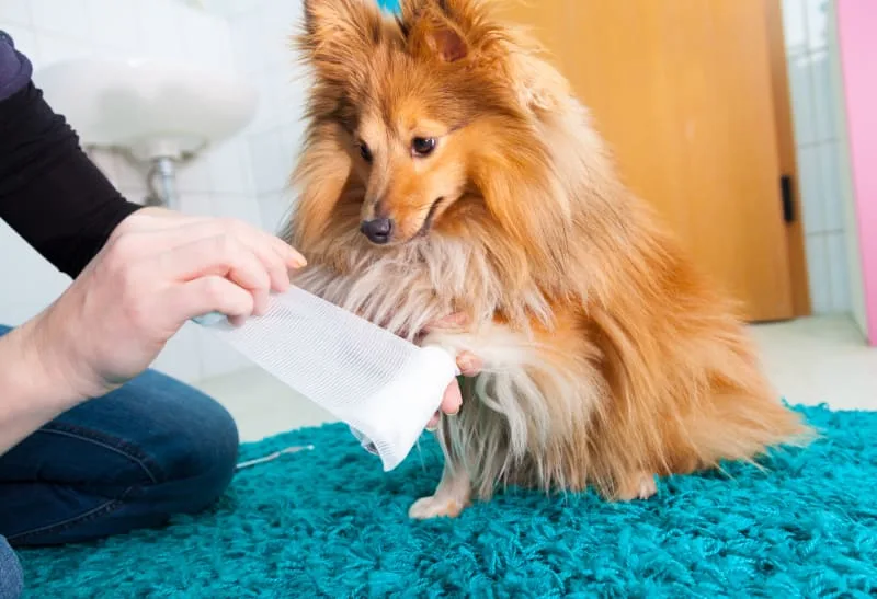 What to Do if My Dog Cut His Paw Pad?