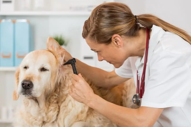 Ear Hematoma Surgery for Dogs
