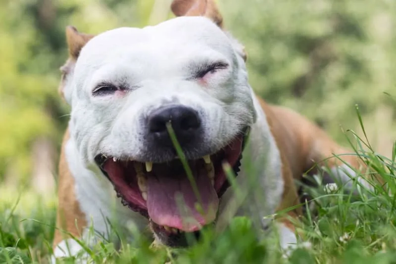 Dry Heaving in Dogs