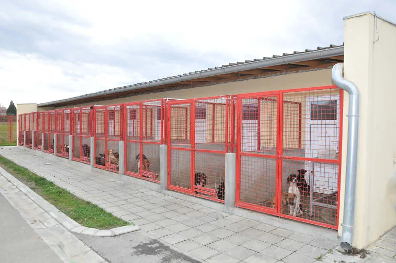 What Shots Do Dogs Need for Boarding