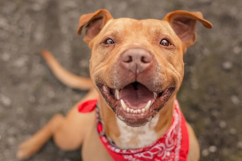 Tips For Choosing A Dog Boarding Facility
