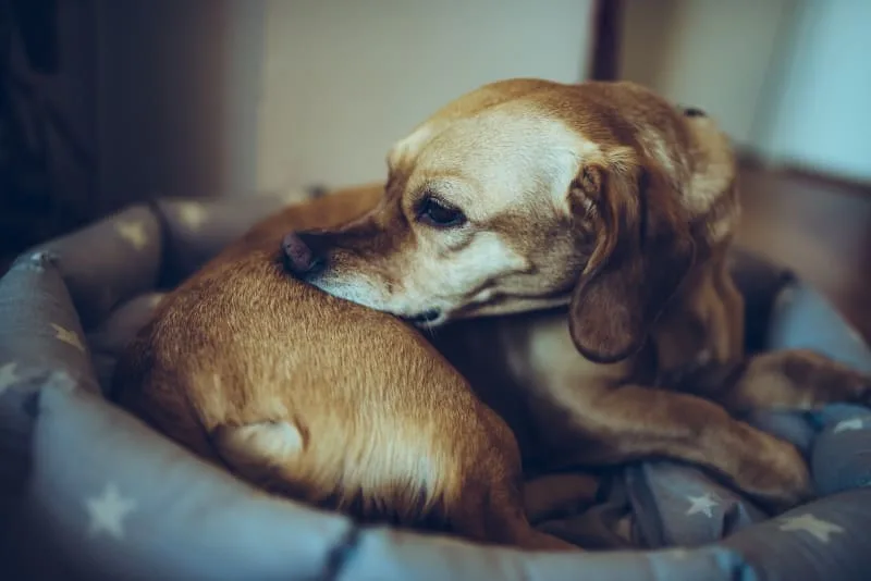 Dog Skin Problems: Scratching, Itching and More