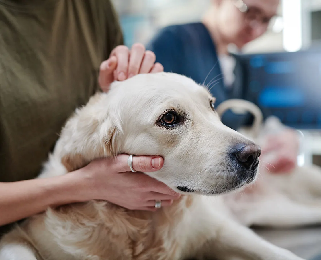 white lab being comforted in hospital