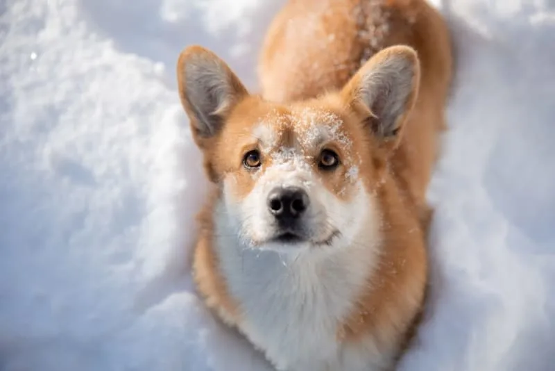 Joint Pain in Dogs - Signs, Causes & Treatment
