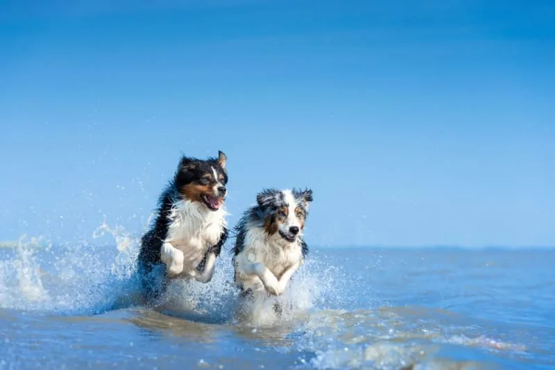 TTA Surgery for Cruciate Ligament Rupture in Dogs