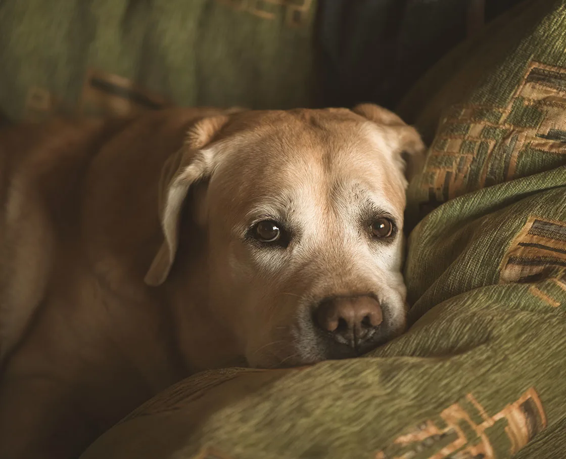 older labrador with head on pillow on couch