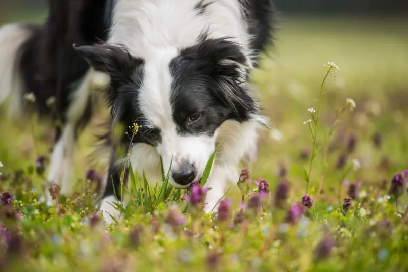 Vomiting in Dogs