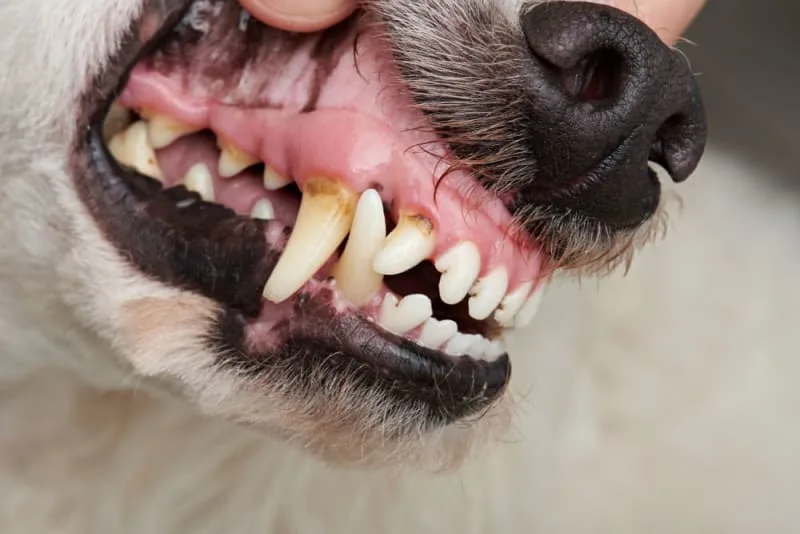 Common Dental Problems in Dogs