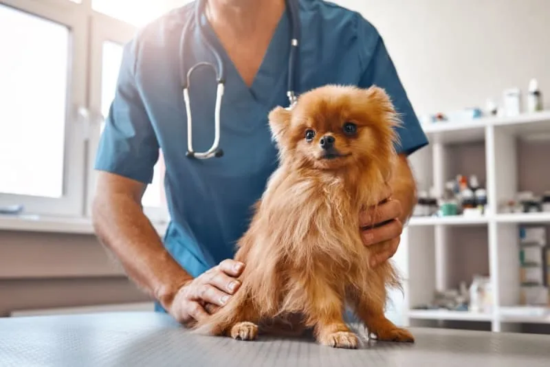 Why does my pet need a urinalysis?