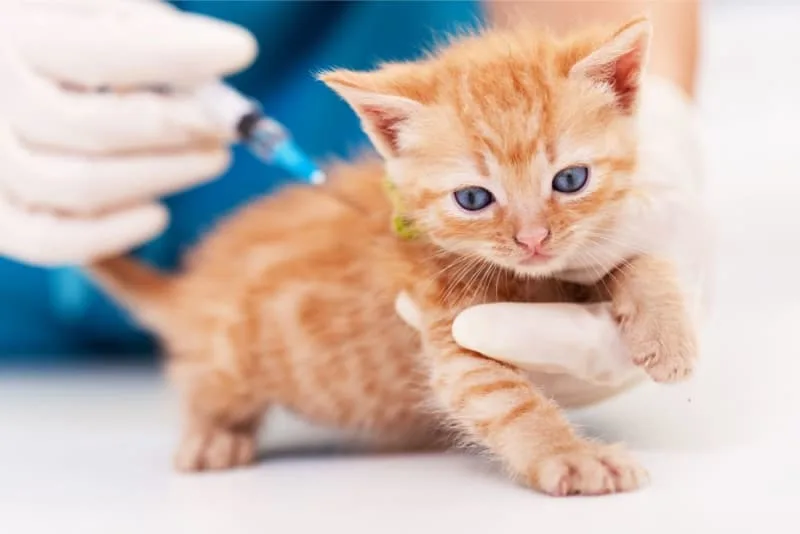 Cat And Kitten Vaccination Schedules