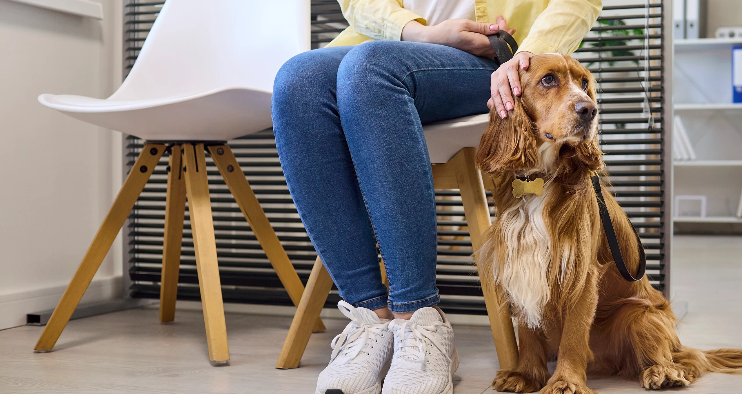 h cocker spaniel with woman sitting in chair in lobby