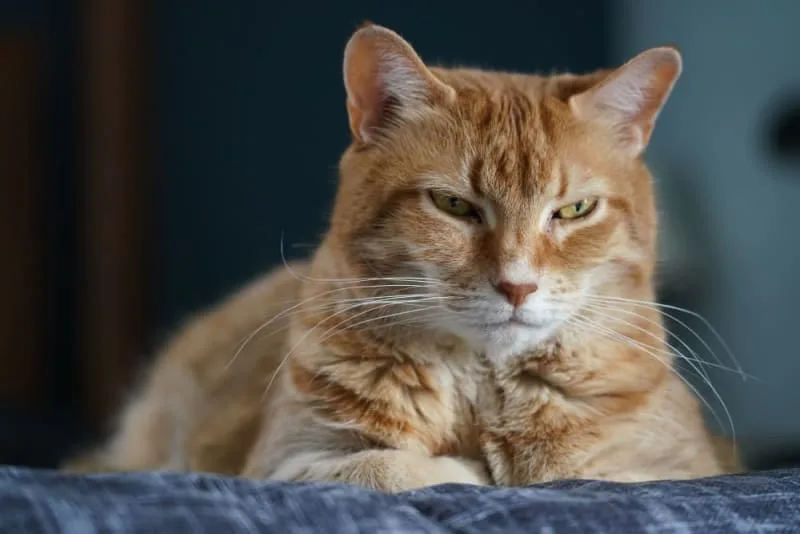 How to Groom Your Senior Cat: What You Need To Know