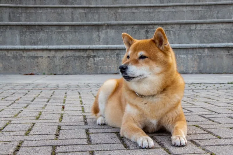 What is whipworm in dogs? Causes, Treatment & Prevention