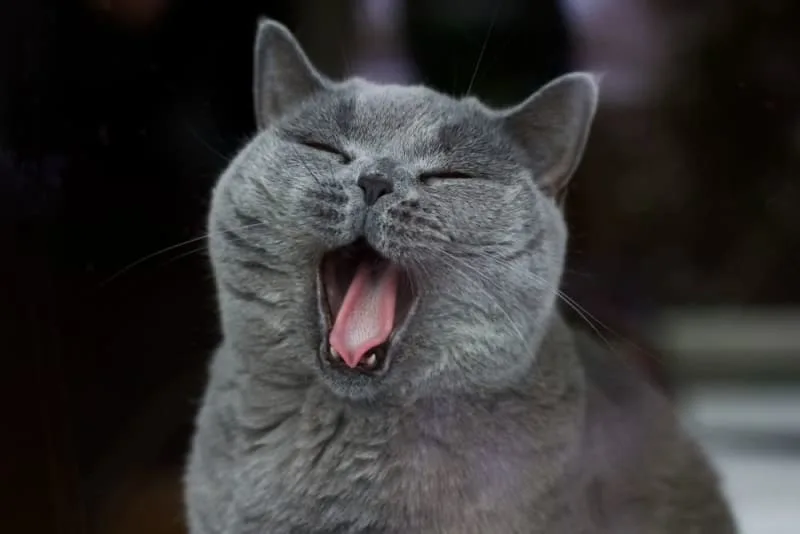 Cat Laryngitis
