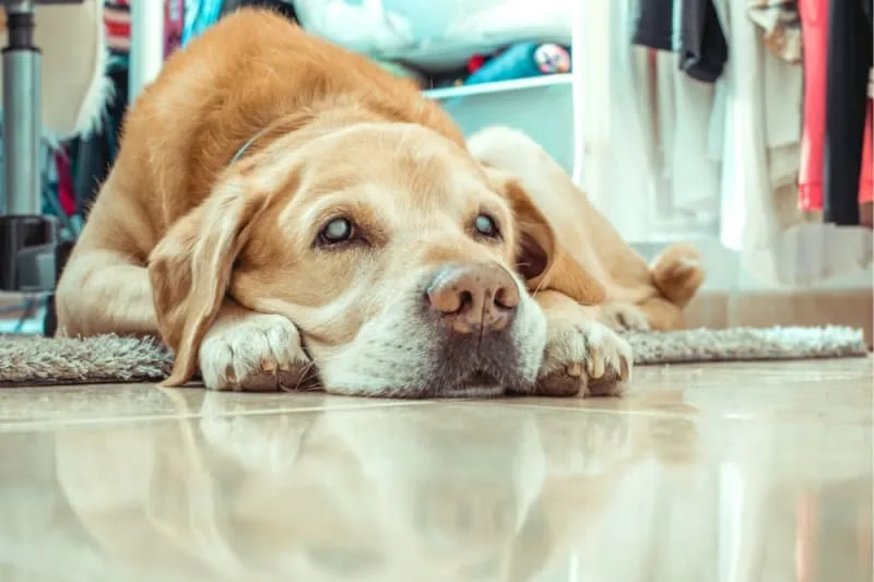 Kidney Failure in Dogs: Treatment & Recovery