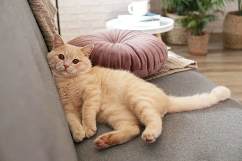 Pneumonia in Cats