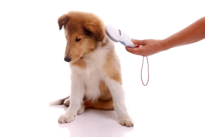 Should I Have My Dog Microchipped?