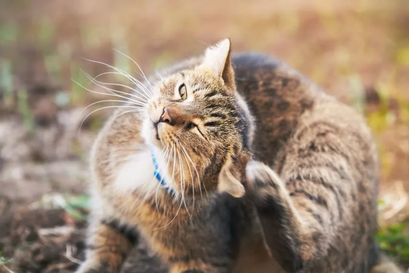 Cat Skin Allergies: Symptoms & Treatments