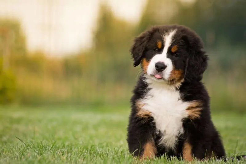 Puppy Shot Schedule: Should I Get My Dog Vaccinated?