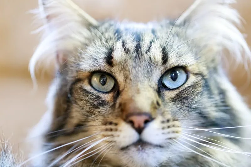 How to Keep Your Cat from Jumping After Surgery