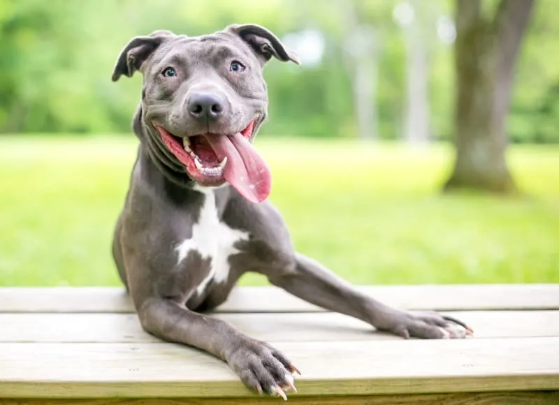 What is the most common cause of diarrhea in dogs?