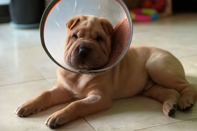 Signs of Infection After Neutering Dog