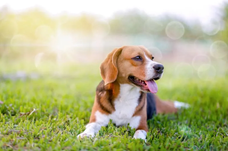 How to Protect Your Pets From Ticks