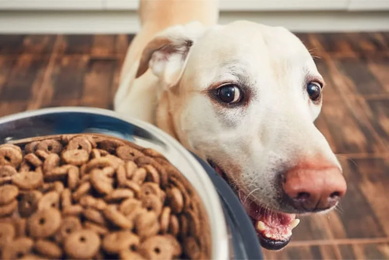 Best Food for Dogs With Allergies