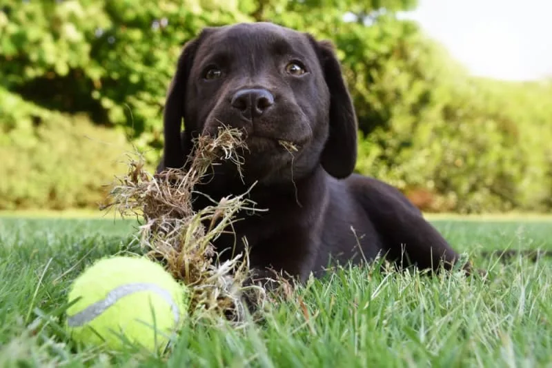 Dogs Eating Grass: Why Do They Do It & Is My Dog Poisoned?