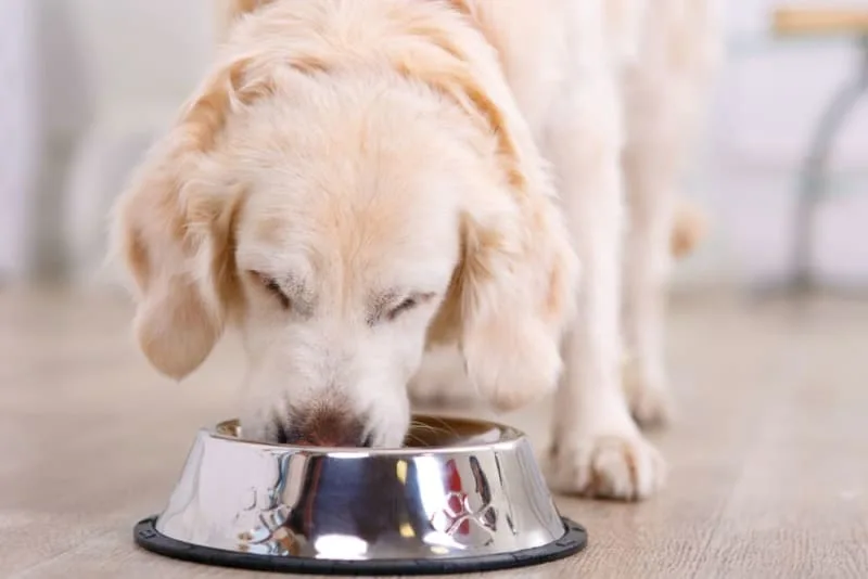Best Food for Canines Dental Health
