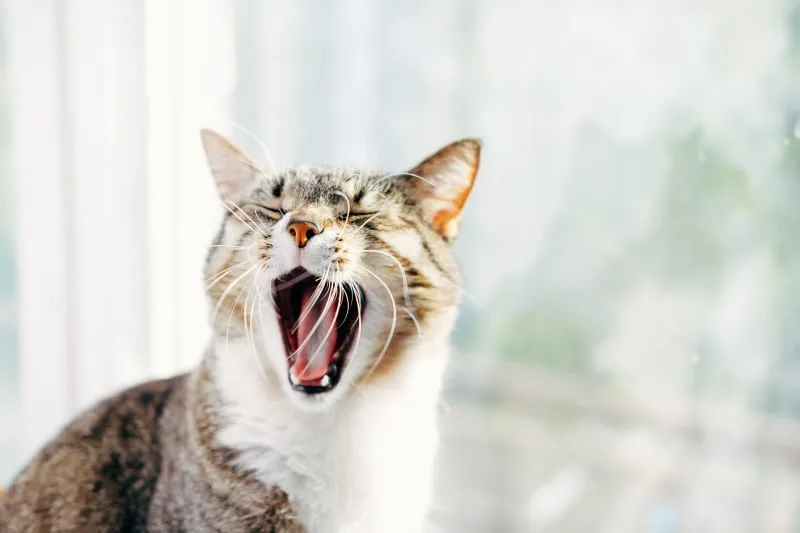 Why does my cat's breath stink?