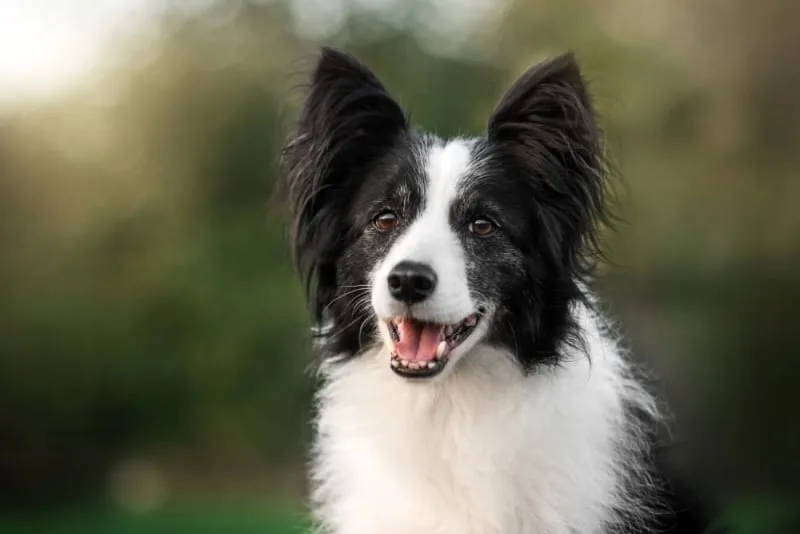 Signs Your Dog Needs Dental Cleaning