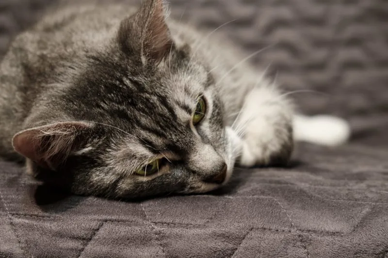 Signs of Pain in Cats & What Can Help